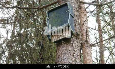 boîte de chauve-souris sur arbre Banque D'Images