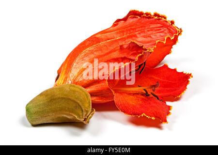 Studio shot of isolated close up de couleurs vives de l'African flame tree on white Banque D'Images
