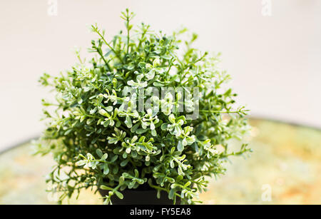 Accueil plante en pot Banque D'Images Accueil plante en pot Banque D'Images