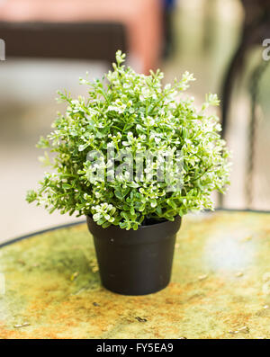 Accueil plante en pot Banque D'Images Accueil plante en pot Banque D'Images