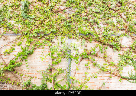 Pampre, feuilles de vigne sur fond de mur Banque D'Images