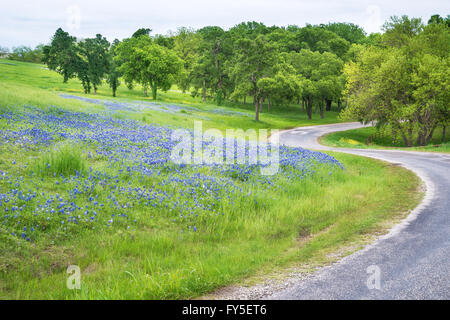 Champ de fleurs Bluebonnet le long de la route sinueuse dans les pays du printemps au Texas Banque D'Images