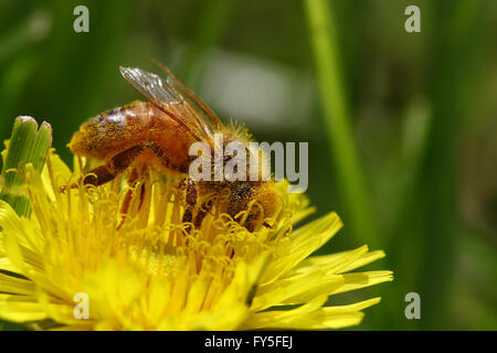 Abeille dans une fleur de pissenlit jaune couverts dans le pollen Banque D'Images