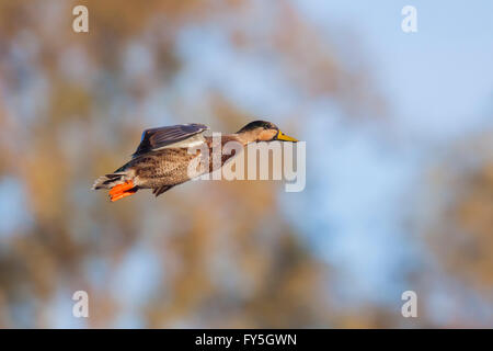 Canard colvert Anas platyrhynchos Canard Mexicain x x Anas diazi Tucson, comté de Pima, Arizona, United States 3 mâles adultes en Janvier Banque D'Images