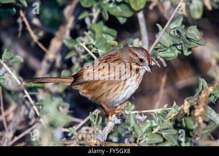 Bruant chanteur Melospiza melodia fallax Tucson, comté de Pima, Arizona, United States 3 adultes Janvier Emberizidae Banque D'Images