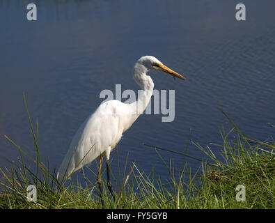 Tall white Australian Grande Aigrette (Ardea alba) debout dans l'herbe verte d'un lac bleu calme dans Grand Marais, Bunbury , l'ouest de l'Australie en hiver. Banque D'Images