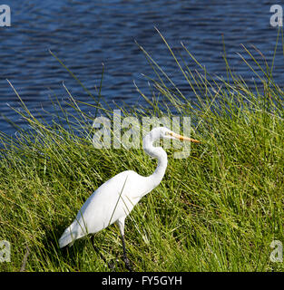 Tall white Australian Grande Aigrette (Ardea alba) debout dans l'herbe verte d'un lac bleu calme dans Grand Marais, Bunbury , l'ouest de l'Australie en hiver. Banque D'Images