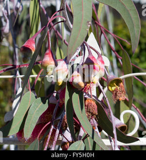 Eucalyptus Caesia gungurru, argent ou princesse, une spectaculaire petite gomme pleureur arbre originaire de l'Australie de l'Ouest avec les districts de mallee bourgeons argentés. Banque D'Images