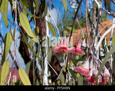 Eucalyptus Caesia gungurru, argent ou princesse, une spectaculaire petite gomme pleureur arbre originaire de l'Australie de l'Ouest avec les districts de mallee bourgeons argentés. Banque D'Images