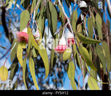 Eucalyptus Caesia gungurru, argent ou princesse, une spectaculaire petite gomme pleureur arbre originaire de l'Australie de l'Ouest avec les districts de mallee bourgeons argentés. Banque D'Images