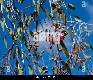 Eucalyptus Caesia gungurru, argent ou princesse, une spectaculaire petite gomme pleureur arbre originaire de l'Australie de l'Ouest avec les districts de mallee bourgeons argentés. Banque D'Images