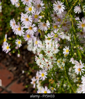 L'aster amellus, Michaelmas-daisy une plante herbacée vivace du genre Aster, appartenant à la famille des Astéracées Banque D'Images
