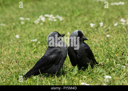 (Corvus monedula Choucas adultes / Coloeus monedula) paire montrant le comportement de cour sur l'herbe, Bempton, East Yorkshire, UK Banque D'Images