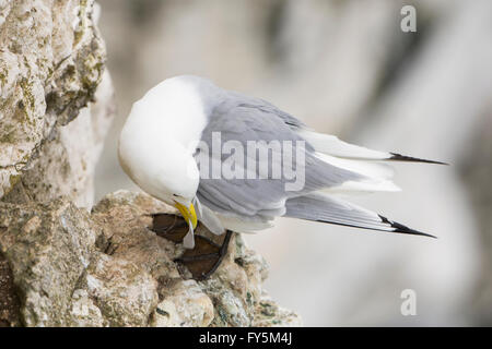 Une seule Mouette tridactyle (Rissa tridactyla) assis sur la falaise rocheuse, les falaises de Bempton, East Yorkshire, UK Banque D'Images