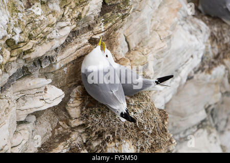 Une paire de Mouette tridactyle (Rissa tridactyla) engagés dans le comportement de cour sur la falaise rocheuse, les falaises de Bempton, East Yorkshire, UK Banque D'Images