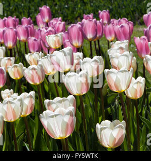 Britzer Garten, Neukölln, Berlin, Allemagne. 21 avril 2016. Les berlinois, tirée à l'extérieur par temps plus chaud, visitez le parc de 90 hectares. L'attraction principale du printemps est le "Tulipan' show, une exposition de 500 000 tulipes. Les lits de fleurs, Wilder officiel parc, des lacs, des fontaines, des sculptures et des restaurants. Le parc abrite également le plus grand cadran solaire en Europe, un merveilleux terrain de jeu pour enfants et un train miniature. Eden Breitz/ Alamy Live News Banque D'Images