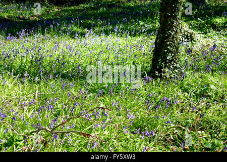 Bois de Tottenham, la plaine de Salisbury, Wiltshire, Royaume-Uni. 20 avril, 2016.jacinthes en fleurs. Banque D'Images