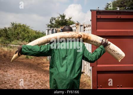 Nairobi, Kenya. 22 avril, 2016. Les travailleurs contre le Kenya Wildlife Service (KWS) transporter des conteneurs d'expédition de défenses d'ivoire plein de transportés à travers le pays, comme ils pile dans pyres dans le Parc National de Nairobi, Kenya. Credit : Alissa Everett/Alamy Live News Banque D'Images