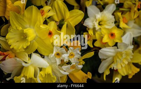 Port Townsend, Washington, USA. 24Th Mar, 2016. Les propriétaires de boutiques à Port Townsend, Washington décorer leurs magasins avec de superbes boîtes à fleurs, y compris celui-ci rempli de jonquilles. © Bruce Chambers/ZUMA/Alamy Fil Live News Banque D'Images