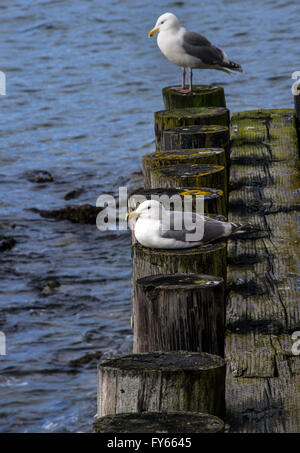 Port Townsend, Washington, USA. 24Th Mar, 2016. Port Townsend vedette piers que les visiteurs peuvent utiliser pour afficher sa superbe baie. © Bruce Chambers/ZUMA/Alamy Fil Live News Banque D'Images