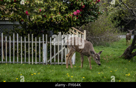 Port Townsend, Washington, USA. 24Th Mar, 2016. Les chevreuils sont régulièrement vu l'alimentation sur les pelouses résidentielles de Port Townsend, Washington. © Bruce Chambers/ZUMA/Alamy Fil Live News Banque D'Images