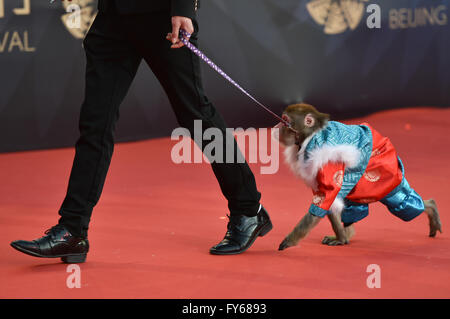 Beijing, Chine. Apr 23, 2016. Un singe marche sur le tapis rouge à la cérémonie de clôture du 6ème Festival International du Film de Beijing (BJIFF) à Beijing, capitale de Chine, le 23 avril 2016. Crédit : Li Xin/Xinhua/Alamy Live News Banque D'Images