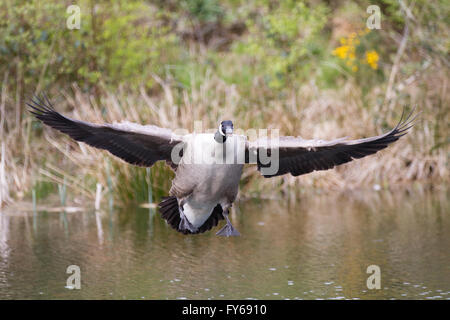 Canada Goose entrée en terre sur l'eau, ailes déployées Banque D'Images