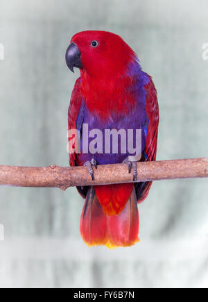 Recto verso rouge femelle Eclectus parrot posés sur une branche naturelle contre un fond vert pâle. À partir de l'Australie Banque D'Images