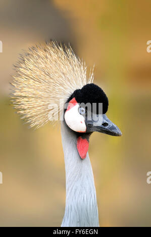 Portrait de verticale des profils de gris, grue couronnée Balearica regulorum. Banque D'Images