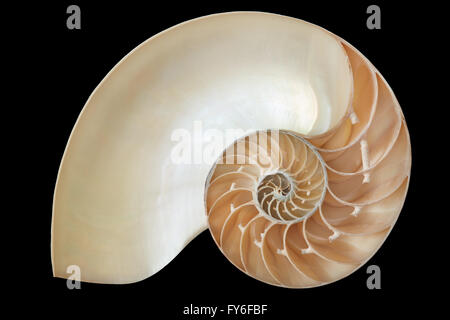 Coquille de nautile, parfait modèle de Fibonacci sur noir, clipping path Banque D'Images