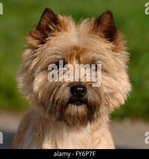 chien de terrier cairn Banque D'Images