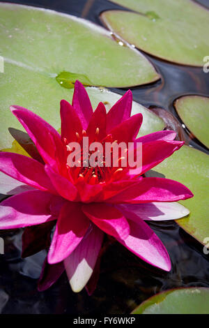 Nénuphar rose parmi les nénuphars Banque D'Images