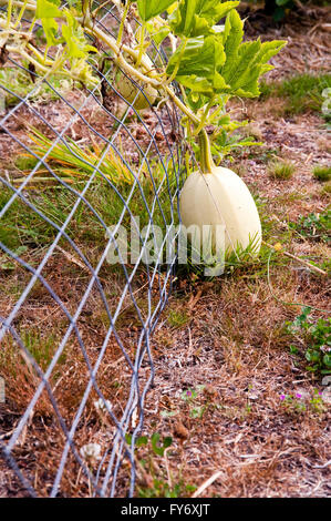 Courge spaghetti dans un jardin potager Banque D'Images