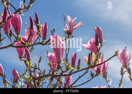 Une branche de rose et magenta magnolia buds est mis au point dans un contexte de bourgeons plus rose et bleu ciel. Banque D'Images