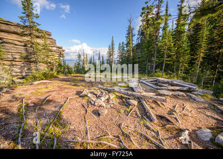 Forêt de sapins sur le coteau Banque D'Images