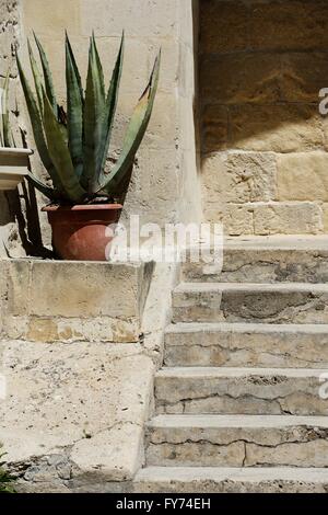 Pot avec agave et escaliers à Matera Banque D'Images