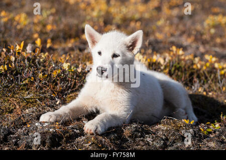 Groenland chien ou chiot Husky, Groenland, Greenland Banque D'Images