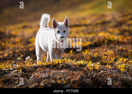 Groenland chien ou chiot Husky, Groenland, Greenland Banque D'Images