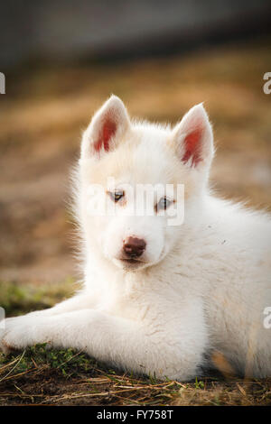 Groenland chien ou chiot Husky, Groenland, Greenland Banque D'Images