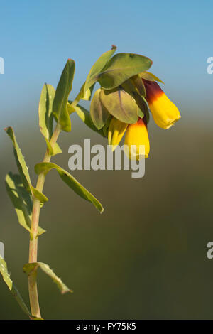 (Honeywort Cerinthe major), Sardaigne, Italie Banque D'Images