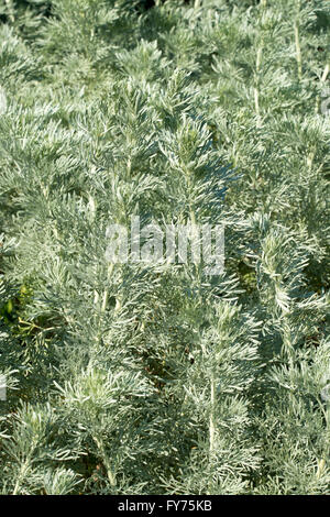 Bush l'absinthe (Artemisia arborescens), Sardaigne, Italie Banque D'Images