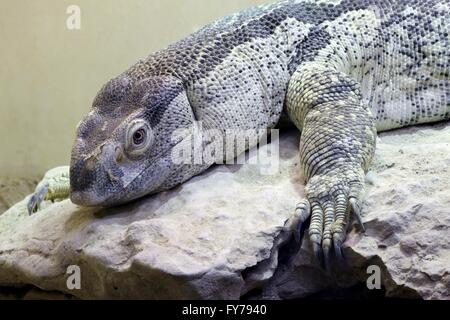 Varanus albigularis Banque D'Images