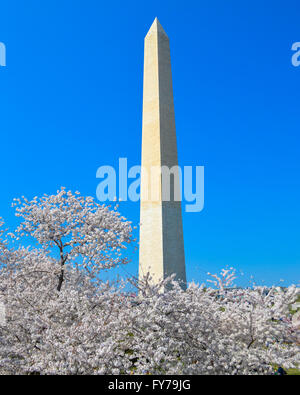 Le Washington Monument sortant d'un nuage de fleurs de cerisier Banque D'Images