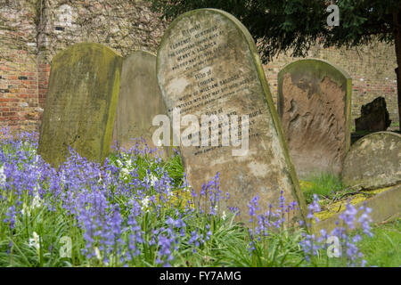 Étendues de Bluebells printemps parmi les pierres tombales du cimetière de South Ealing, London, W5, UK Banque D'Images