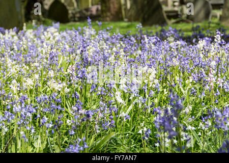 Étendues de Bluebells printemps parmi les pierres tombales du cimetière de South Ealing, London, W5, UK Banque D'Images