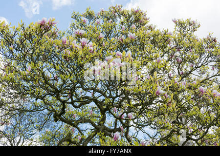 Magnolias parmi les pierres tombales au cimetière de South Ealing, London, W5, UK Banque D'Images