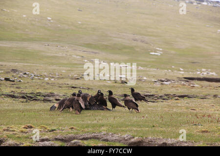 Caracara strié de West Point Island, Îles Falkland, l'Atlantique Sud Banque D'Images