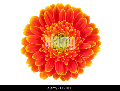 Gerbera Orange flower isolated on white. Banque D'Images