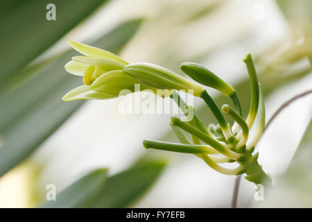 Vanilla planifolia est membre de l'orchidée vanille. La ressource de l'arôme vanille. Banque D'Images