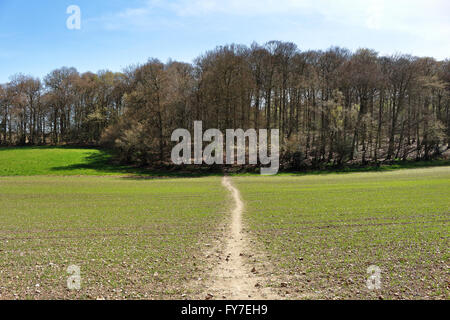 Un paysage rural avec la voie à travers un champ qui mène dans un bois de hêtre dans les collines de Chiltern Banque D'Images